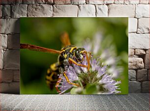 Πίνακας, Wasp on Flower Macro Wasp on Flower Macro