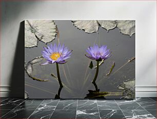 Πίνακας, Water Lilies in Bloom Νούφαρα ανθισμένα