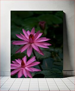 Πίνακας, Water Lily Blossom Άνθος νούφαρου