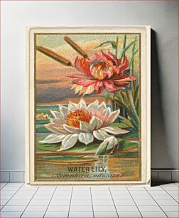 Πίνακας, Water Lily (Nymphaea adorata), from the Flowers series for Old Judge Cigarettes