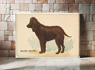 Πίνακας, Water Spaniel, from the Dogs of the World series for Old Judge Cigarettes