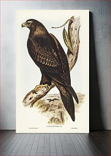 Πίνακας, Wedge-tailed Eagle (Aquila focosa) illustrated by Elizabeth Gould (1804–1841) for John Gould’s (1804-1