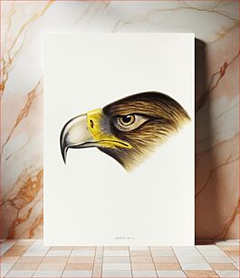 Πίνακας, Wedge-tailed Eagle (Aquila fucosa) illustrated from A Synopsis of the Birds of Australia and the Adjacent Islands (1837) by John Gould (1804-1881)