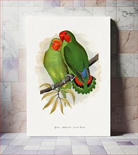 Πίνακας, West African Love-Bird (Agapornis) colored wood-engraved plate by Alexander Francis Lydon