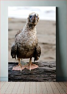 Πίνακας, Wet Bird on Log Wet Bird on Log