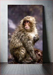Πίνακας, Wet Monkey Βρεγμένος πίθηκος