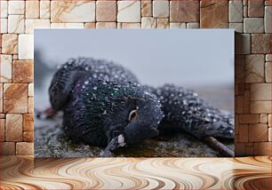Πίνακας, Wet Pigeon Υγρό Περιστέρι