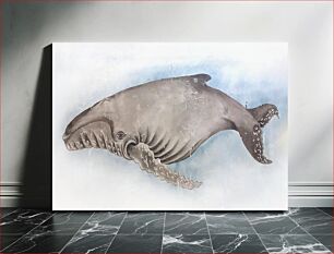 Πίνακας, Whale 1, Edo period (18th-19th century) illustrated by Daderot