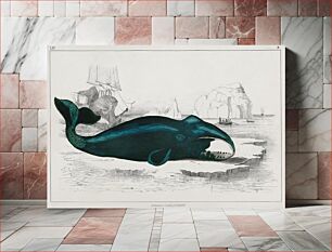 Πίνακας, Whale. A History of the Earth and Animated Nature (1820) by Oliver Goldsmith (1730-1774)