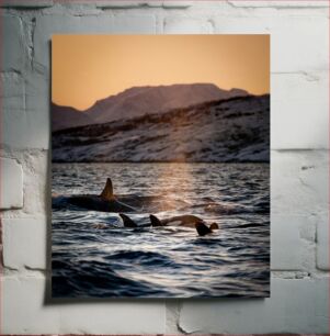 Πίνακας, Whales at Sunset Φάλαινες στο ηλιοβασίλεμα