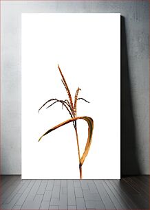 Πίνακας, Wheat Stalk against White Background Μίσχος σίτου σε λευκό φόντο