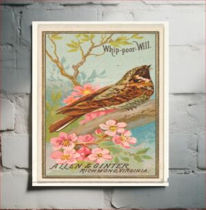 Πίνακας, Whip-poor-Will, from the Birds of America series (N4) for Allen & Ginter Cigarettes Brands issued by Allen & Ginter