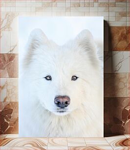 Πίνακας, White Arctic Dog Λευκός Αρκτικής Σκύλος