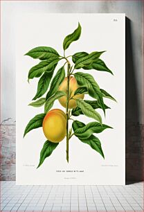 Πίνακας, White Avant Peach (Perzik Var. Dubbele Witte Avant.) chromolithograph plates by Abraham Jacobus Wendel