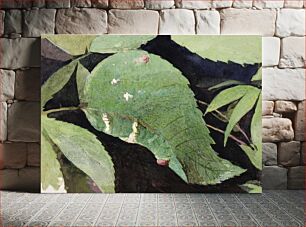 Πίνακας, White Birch Leaf Edge Caterpillar, study for book Concealing Coloration in the Animal Kingdom by Abbott Handerson Thayer (18