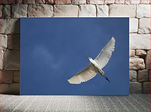 Πίνακας, White Bird in Flight Against Blue Sky Λευκό πουλί σε πτήση ενάντια στο γαλάζιο του ουρανού