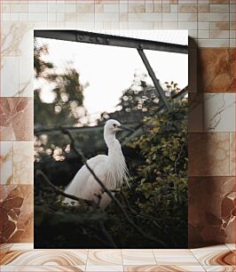 Πίνακας, White Bird in Natural Habitat Λευκό πουλί σε φυσικό βιότοπο