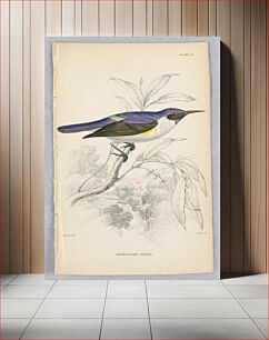 Πίνακας, White-Bodied Sunbird, Plate 17 from Birds of Western Africa, William Home Lizars
