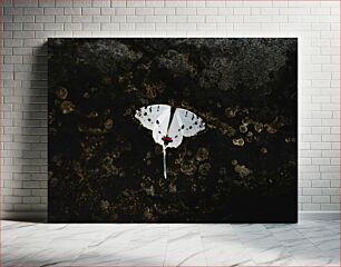 Πίνακας, White Butterfly on Dark Background Λευκή πεταλούδα σε σκούρο φόντο