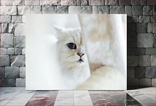 Πίνακας, White Cat in Soft Light Λευκή γάτα σε απαλό φως