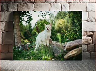 Πίνακας, White Cat in the Garden Λευκή Γάτα στον Κήπο