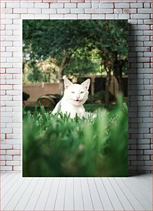 Πίνακας, White Cat in the Grass Λευκή γάτα στο γρασίδι