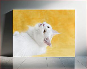 Πίνακας, White Cat on Yellow Background Λευκή γάτα σε κίτρινο φόντο