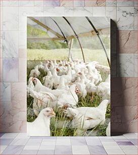 Πίνακας, White Chickens in a Greenhouse Λευκά κοτόπουλα σε θερμοκήπιο