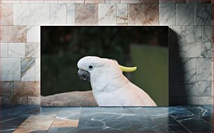 Πίνακας, White Cockatoo Λευκό Cockatoo