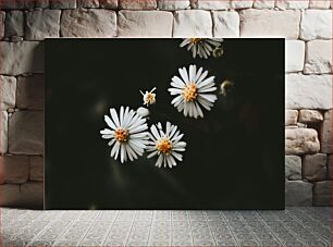Πίνακας, White Daisies on Dark Background Λευκές μαργαρίτες σε σκούρο φόντο