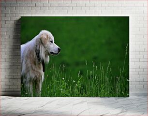 Πίνακας, White Dog in Green Field Λευκός Σκύλος στο Πράσινο Πεδίο