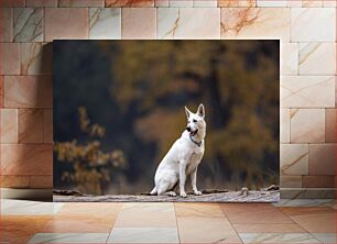 Πίνακας, White Dog in Nature Λευκός σκύλος στη φύση