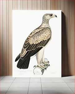 Πίνακας, White Dotted Eagle (Aquila punctata) from Illustrations of Indian zoology (1830-1834) by John Edward Gray (1800-1875)