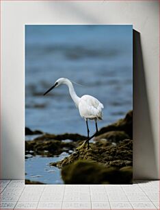 Πίνακας, White Egret by the Shore White Egret by the Shore