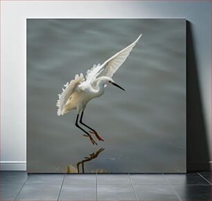 Πίνακας, White Egret in Mid-flight Λευκός τσικνιάς στη μέση της πτήσης