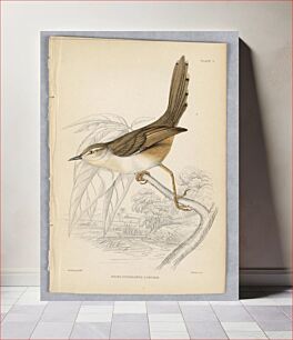 Πίνακας, White-Eyebrowed Longtail, Plate 2 from Birds of Western Africa, William Home Lizars