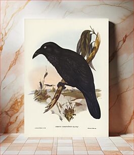 Πίνακας, White-eyed Crow (Corvus Coronoides) illustrated by Elizabeth Gould (1804–1841) for John Gould’s (1804-