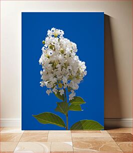 Πίνακας, White Flowers Against Blue Sky Λευκά λουλούδια ενάντια στο γαλάζιο του ουρανού