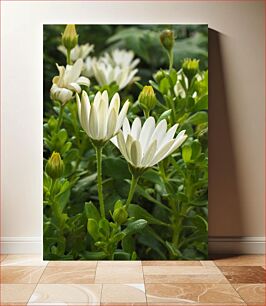 Πίνακας, White Flowers in Bloom Λευκά λουλούδια στην άνθιση