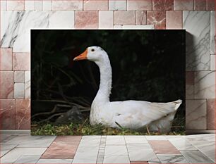 Πίνακας, White Goose in Nature Λευκή Χήνα στη Φύση