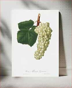 Πίνακας, White Grape (Vitis vinifera genuensis) from Pomona Italiana (1817 - 1839) by Giorgio Gallesio (1772-1839)