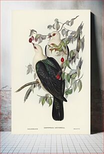 Πίνακας, White-headed Fruit Pigeon (Carpophaga leucomela) illustrated by Elizabeth Gould (1804–1841) for John Gould&r