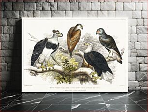 Πίνακας, White Headed Sea Eagle, Great Harpy Eagle, Chilian Sea Eagle, and Brazilian Caracara Eagle. A History of the Earth and Animated Nature (1820) by Oliver Goldsmith (1730-1774)
