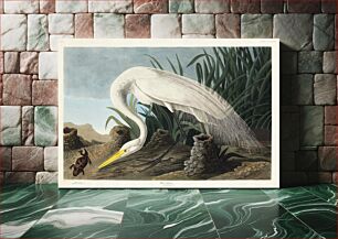 Πίνακας, White Heron from Birds of America (1827) by John James Audubon, etched by William Home Lizars