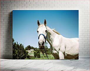 Πίνακας, White Horse in Pasture Λευκό Άλογο σε Βοσκότοπο