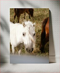 Πίνακας, White Horse with Braid Λευκό Άλογο με Πλεξούδα