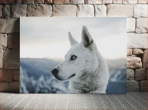 Πίνακας, White Husky in Snowy Landscape Λευκό γεροδεμένο σε χιονισμένο τοπίο