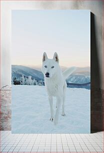 Πίνακας, White Husky in Snowy Mountains Λευκό χάσκι στα χιονισμένα βουνά