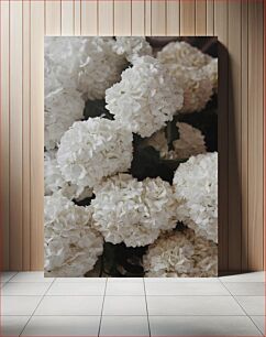 Πίνακας, White Hydrangea Blossoms Άνθη Λευκής Ορτανσίας