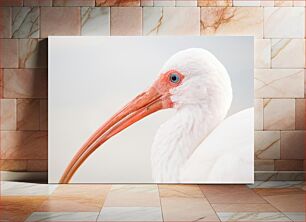 Πίνακας, White Ibis Close-up Κοντινό πλάνο White Ibis